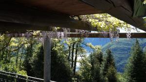 a bunch of purple flowers hanging from a tree at Casa Barbara - eine Oase der Ruhe oberhalb des Lago di Lugano in Carona