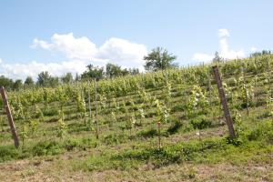 un viñedo con flores blancas en un campo en Palazzo Tronconi, en Arce