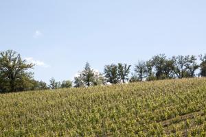 un campo de cultivos con árboles en el fondo en Palazzo Tronconi, en Arce