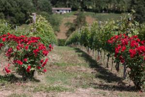 een rij rode rozen in een wijngaard bij Palazzo Tronconi in Arce