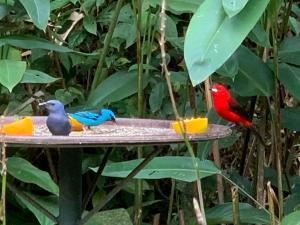 duas aves estão sentadas num alimentador de aves em Pousada Penedo em Penedo