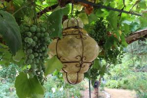 un montón de uvas verdes colgando de una vid en La maison des champs , Chambres d'hotes , receptions, en Novillers-les-Cailloux