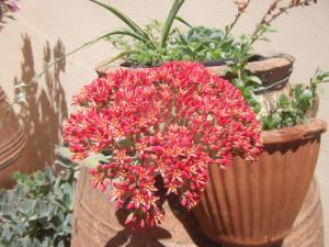 Ein Haufen roter Blumen in einem Topf mit anderen Pflanzen in der Unterkunft Villa Rita Apartments A in Tavronítis