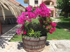 un tonneau rempli de fleurs roses dans une cour dans l'établissement Villa Rita Apartments A, à Tavronítis