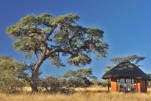 een kleine hut in een veld met een boom bij Camelthorn Kalahari Lodge in Hoachanas