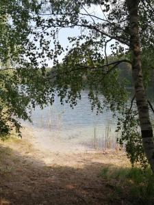 una vista de un lago a través de las ramas de un árbol en Spreewaldhäuser Golinski mit Kamin am Neuendorfer See, en Alt Schadow