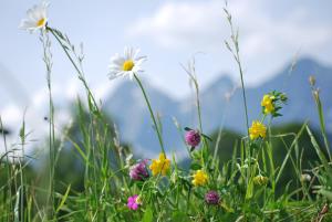 Naturlandschaft in der Nähe der Ferienwohnung