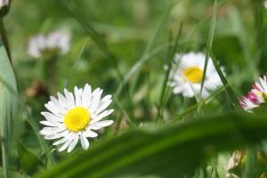 Ein Garten an der Unterkunft Appartements Blumenwiese