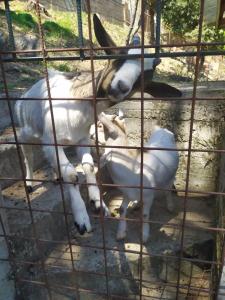 un groupe de chèvres dans une cage dans l'établissement Bed & Breakfast Lujocanda, à Casarza Ligure