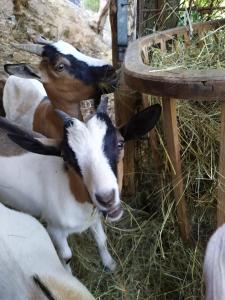 deux chèvres pondant sur le sol mangeant du foin dans l'établissement Bed & Breakfast Lujocanda, à Casarza Ligure