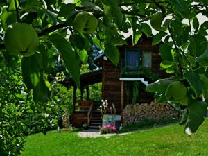 a house with an apple tree in the yard at Na koncu swiata in Dubiecko