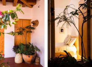 two pictures of a room with plants and a bedroom at AYOOK in Oaxaca City