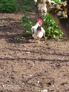 a chicken walking on the ground in the dirt at Decri resort in Sparanise