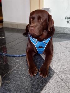 a brown dog wearing a blue harness sitting on the floor at Wellness Resort Romantika in Hauzenberg