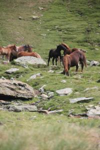 um grupo de cavalos a pastar num campo relvado em Hostal Vall D'Aneu by Arcas & Sambola em Esterri d'Àneu