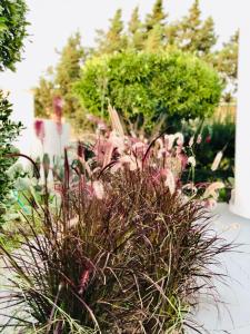 A garden outside Boutique Art Villa Maria