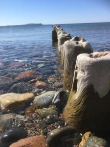 a group of logs sticking out of the water at FeWo Karnitz/Rügen in Karnitz +6 photos