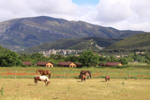 a group of horses grazing in a field with mountains in the background at wecamp Pirineos in Boltaña