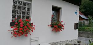 Zahrada ubytování Apartma Arh