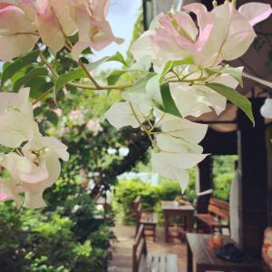 Taman di luar 墾丁南灣浪人名宿包棟