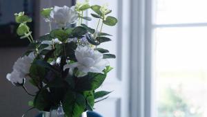 a vase filled with white flowers in front of a window at Castleplace Apartment in Ardglass