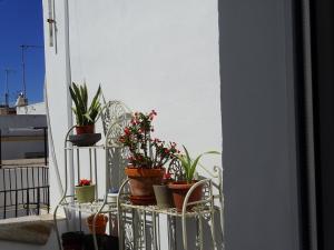 a group of potted plants sitting on a balcony at El ático de los mosaicos in Cádiz