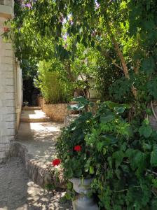 Vonkajšia záhrada v ubytovaní Villa Caroline