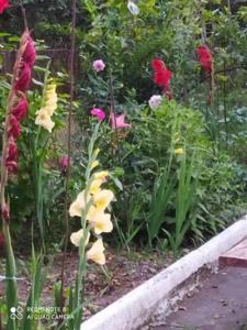 Giardino di liziko's House