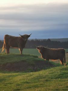 twee koeien staan op een grasveld bij Hillhaven Bed &Breakfast in Fortrose