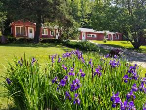 um jardim com flores roxas em frente a uma casa em Kan-à-Mouche Pourvoirie Auberge et Chalets em Saint-Michel-des-Saints