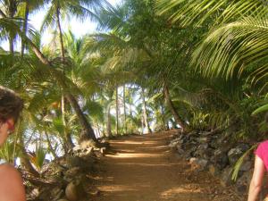 a dirt road through a bunch of palm trees at Appartement dans Villa avec jardin et piscine pour détente et évasion in Montjoly