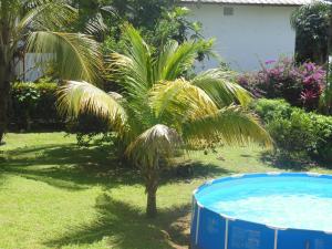 un palmier dans une cour à côté d'une piscine dans l'établissement Appartement dans Villa avec jardin et piscine pour détente et évasion, à Montjoly