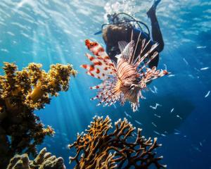 un pez león nadando sobre un arrecife de coral con un buzo en Bedouin Garden Village, hotel Dive en Áqaba