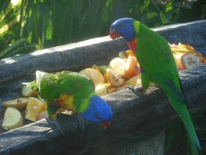 two colorful birds standing on a piece of wood at Appartement dans Villa avec jardin et piscine pour détente et évasion in Montjoly