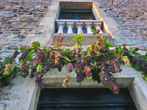 a bunch of grapes hanging from a window at La Mare aux 3 Diables in Fresney-le-Vieux