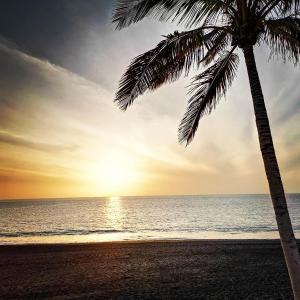 a palm tree on the beach at sunset at Comfort in Adeje