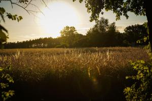 un campo de hierba alta con el sol en el fondo en Grand House 47 en Boguszyn