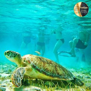 a green sea turtle swimming in the water with people at Portofino Beach Resort-An Authentic Island Escape! in San Pedro