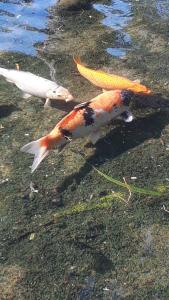um peixe branco e laranja na água em Casa no Céu em Petrópolis