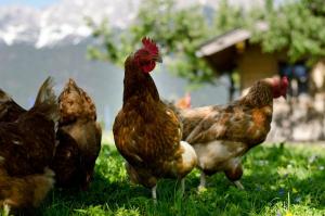 Zwierzęta w gospodarstwie agroturystycznym lub w pobliżu