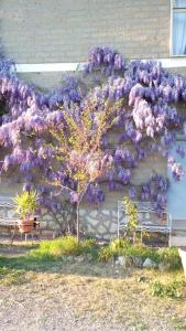 a lilacs bush on the side of a building at Il Poggio in Murlo