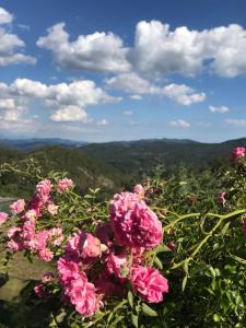 Une bande de fleurs roses au sommet d'une montagne dans l'établissement 202 - Camera Mansardata tra le Cinque Terre e Portofino - Residence Cherry House, à Carro