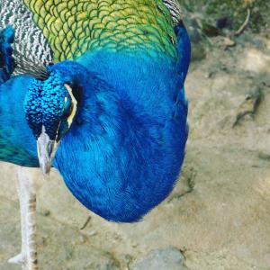 um pavão azul em cima de algumas rochas em Pousada Moradas da Silveira em Garopaba