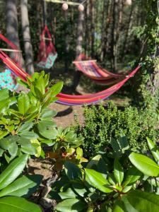 Ogród w obiekcie Willa Boho Cudo