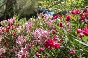 a bunch of pink flowers in a garden at Les Maisons Du Sud in Saint-Tropez