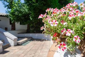 a potted plant with pink flowers on a patio at Casa MariaLuisa in San Lorenzo Nuovo