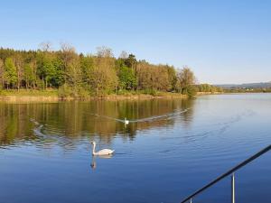dos cisnes nadando en un lago con árboles en el fondo en Apartment in Stauseenähe en Rainau