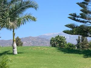 a palm tree in a field with mountains in the background at Casa Aire de Mar, modern house with private pool, overlooking Baviera golf, within walking distance of beach in Vélez-Málaga