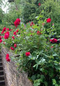 Banda czerwonych róż w ogrodzie w obiekcie Ellen House Bed and Breakfast w mieście Matlock