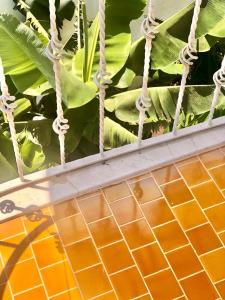 a close up of a plant with green leaves at Kekova Hotel in Kaş